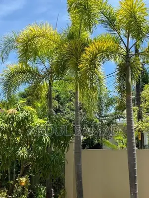 Foxtail Plants