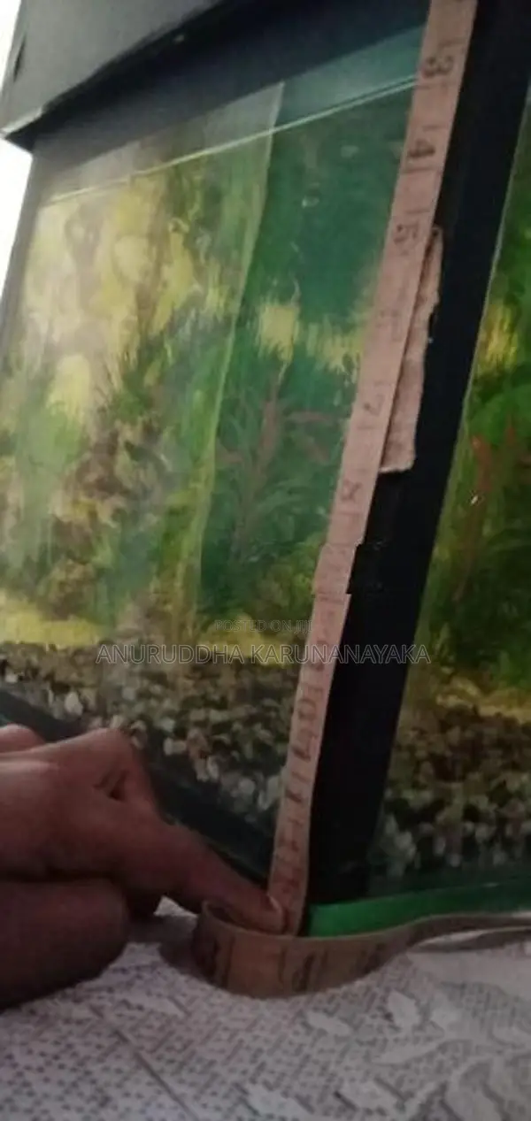 මාලු ටැංකිය