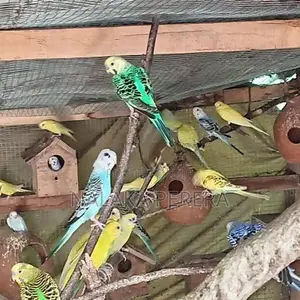 Love Birds
