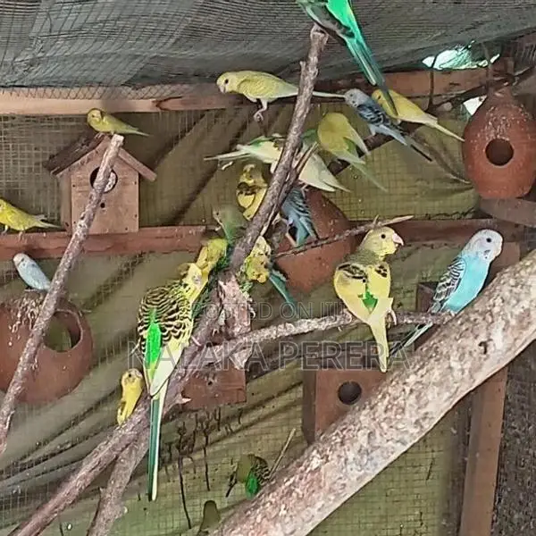 Love Birds