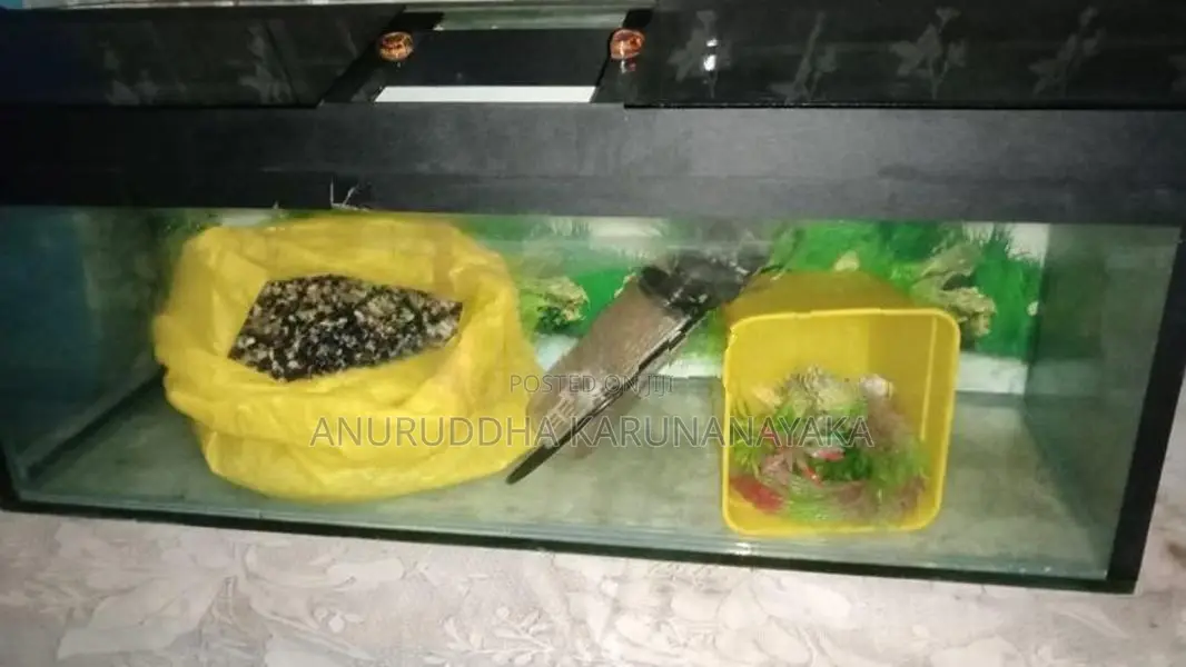 මාලු ටැංකිය