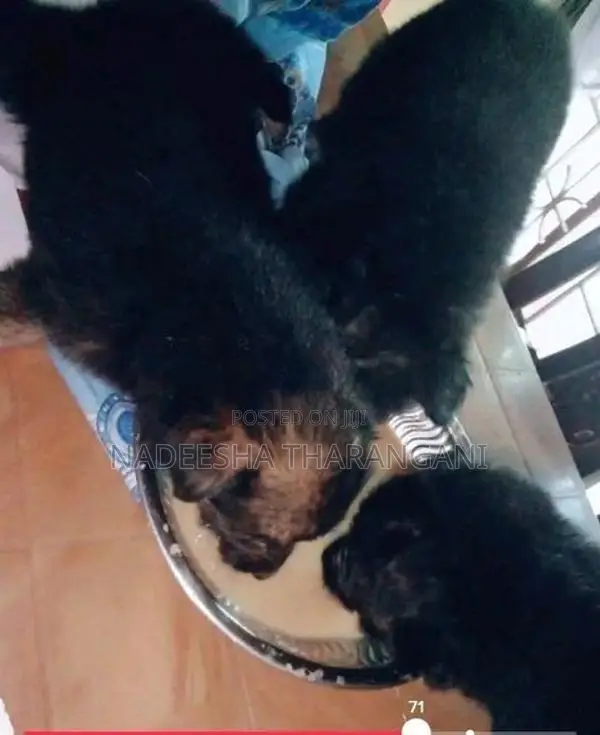 German Sherpad Puppy