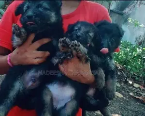 German Sherpad Puppy