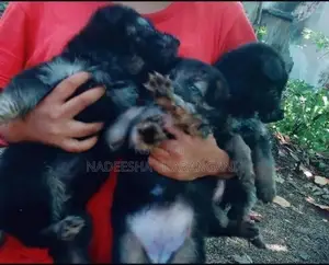 German Sherpad Puppy