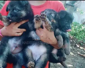 German Sherpad Puppy