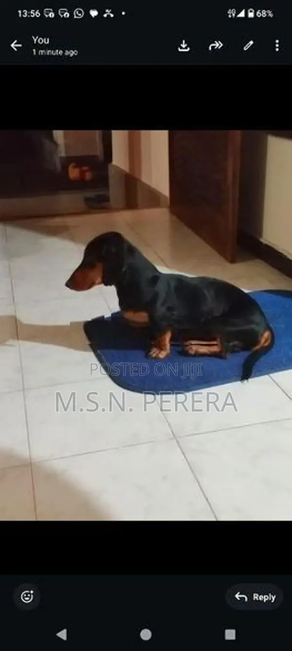Dachshund Dog