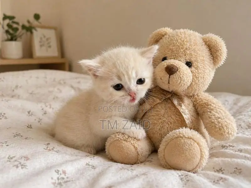 Mix Persian Kitten