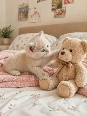Mix Persian Kitten