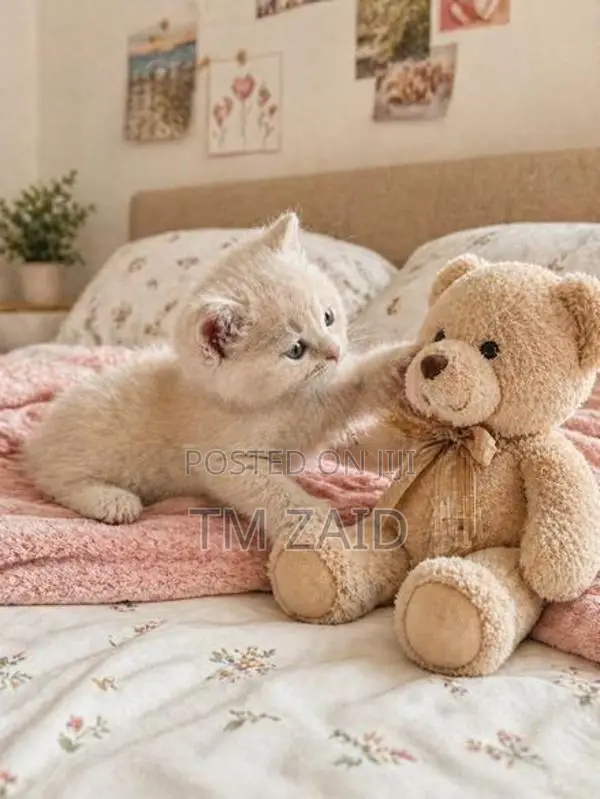 Mix Persian Kitten