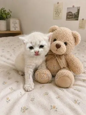 Mix Persian Kitten