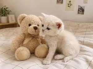 Mix Persian Kitten
