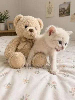 Mix Persian Kitten