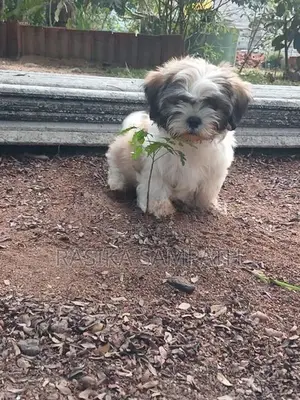 Shih Tzu Puppies