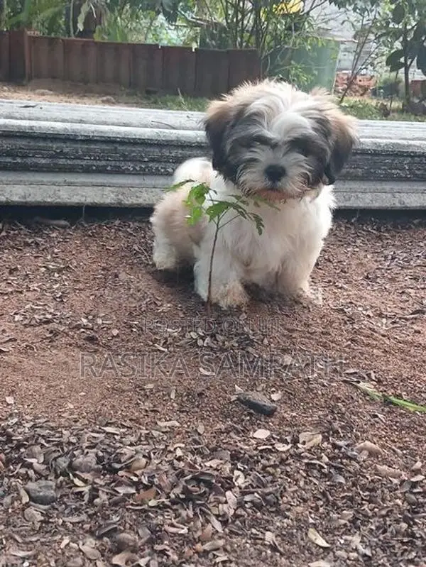 Shih Tzu Puppies