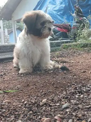 Shih Tzu Puppies