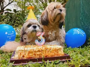 Shih Tzu Puppies