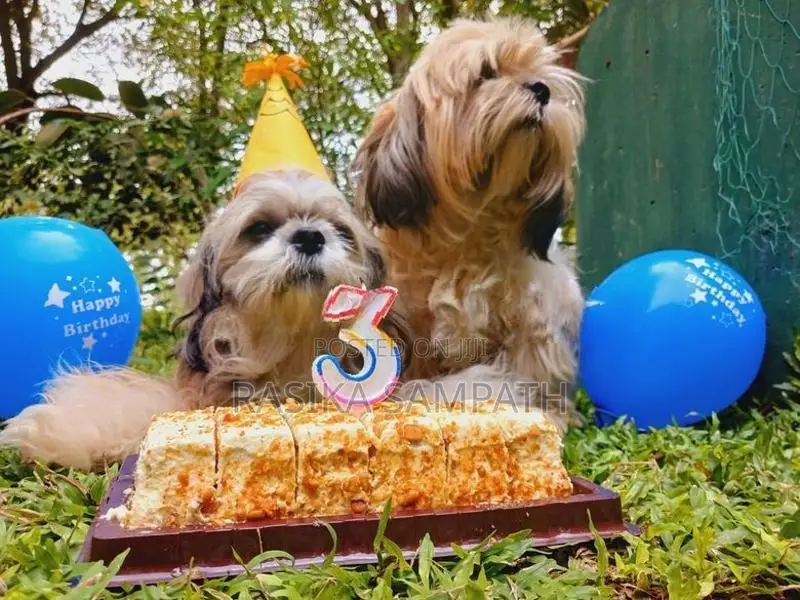 Shih Tzu Puppies
