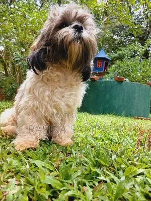 Shih Tzu Puppies