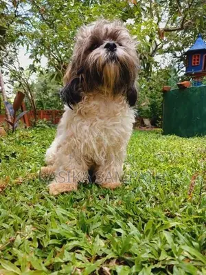 Shih Tzu Puppies