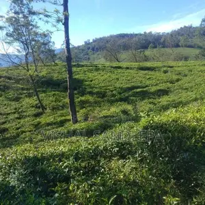 Tea Land with Bungalow for Sale Hewaheta Kandy