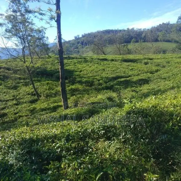 Tea Land with Bungalow for Sale Hewaheta Kandy