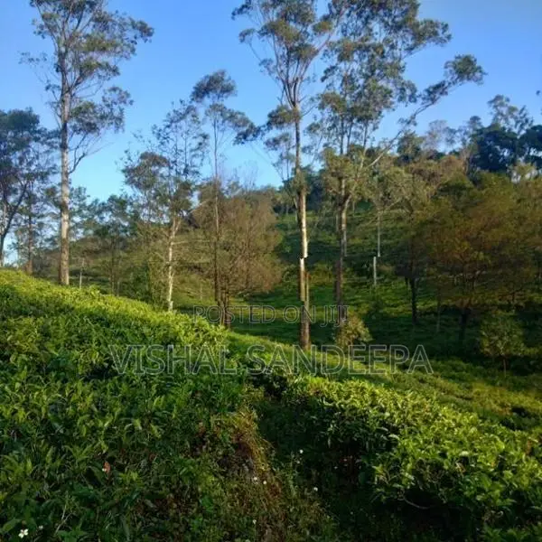 Tea Land with Bungalow for Sale Hewaheta Kandy