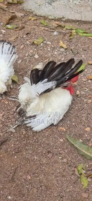 Black Tail Japanese Hens