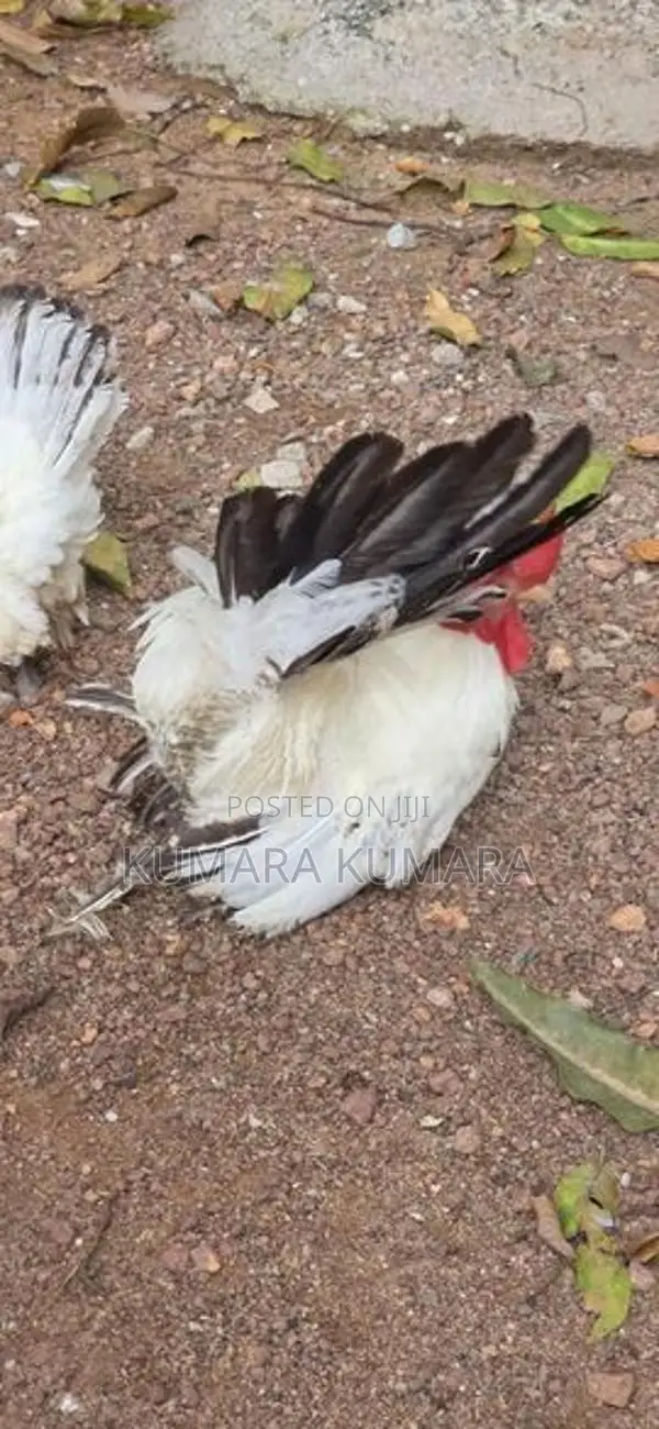 Black Tail Japanese Hens