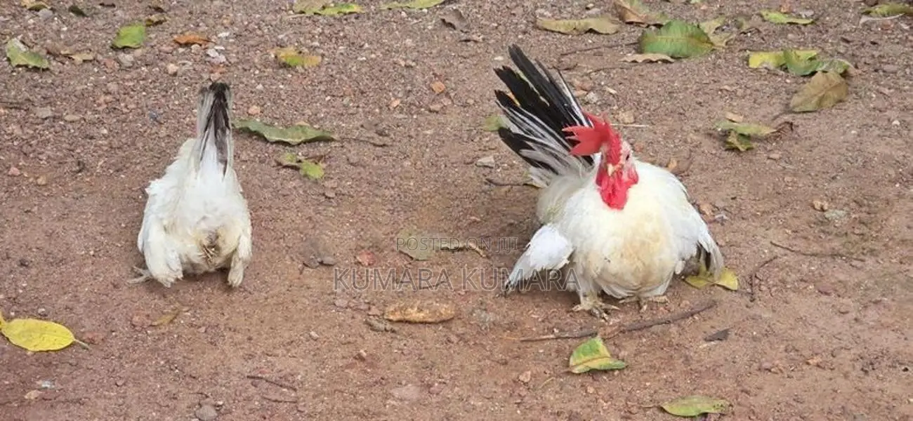 Black Tail Japanese Hens