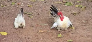 Black Tail Japanese Hens