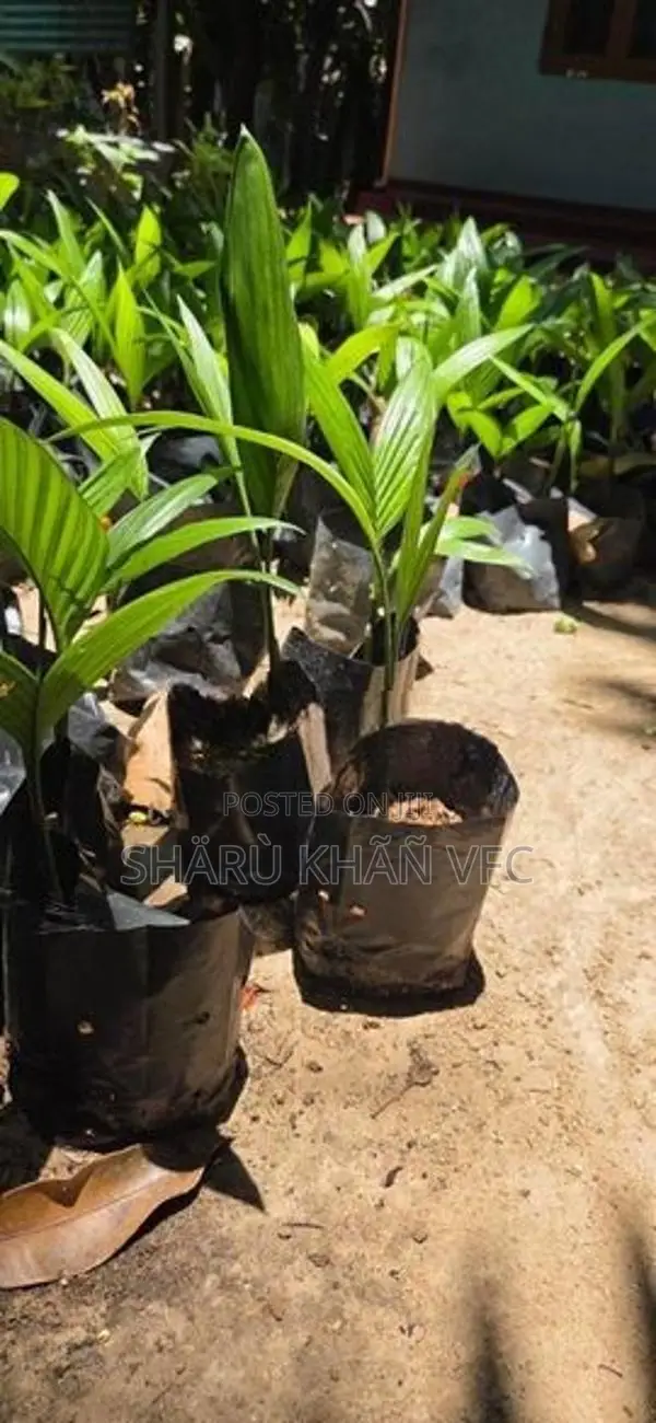 Kamukam Kanru