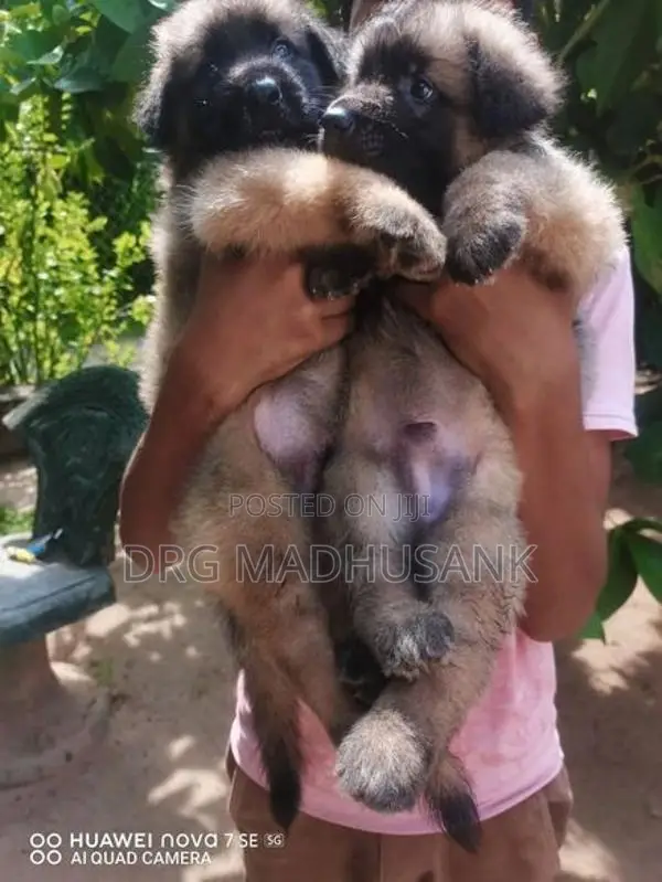 German Shepherd Long Coat