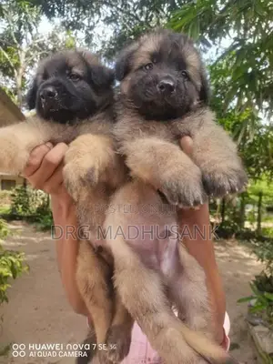 German Shepherd Long Coat