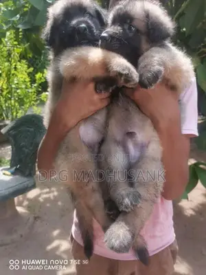 German Shepherd Long Coat