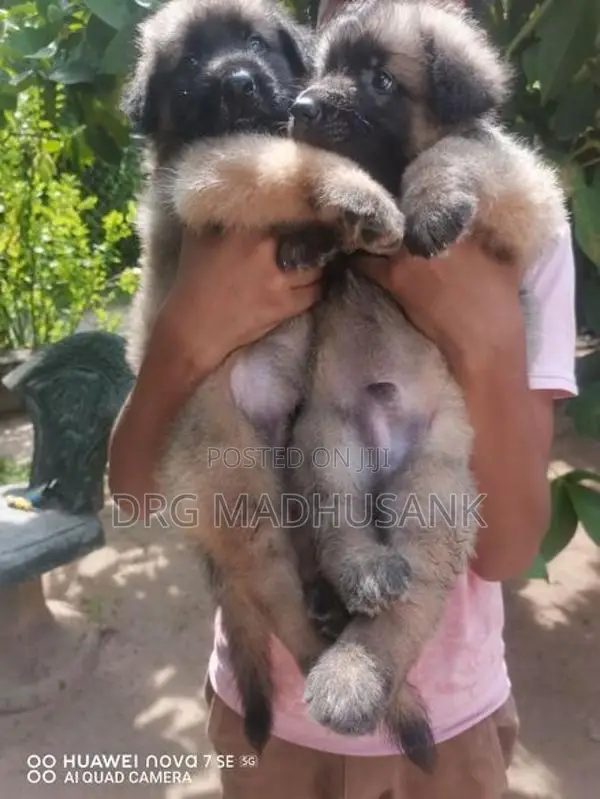 German Shepherd Long Coat