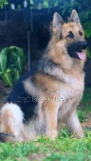 German Shepherd Long Coat