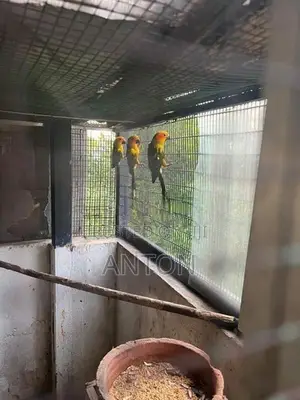 Sunconure Birds