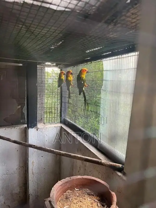 Sunconure Birds