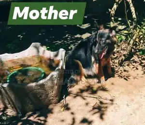 German Shepherd Long Coat