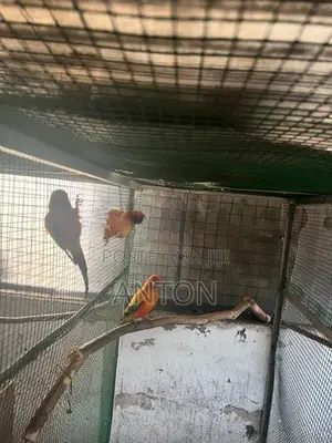 Sunconure Birds