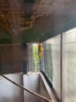 Sunconure Birds