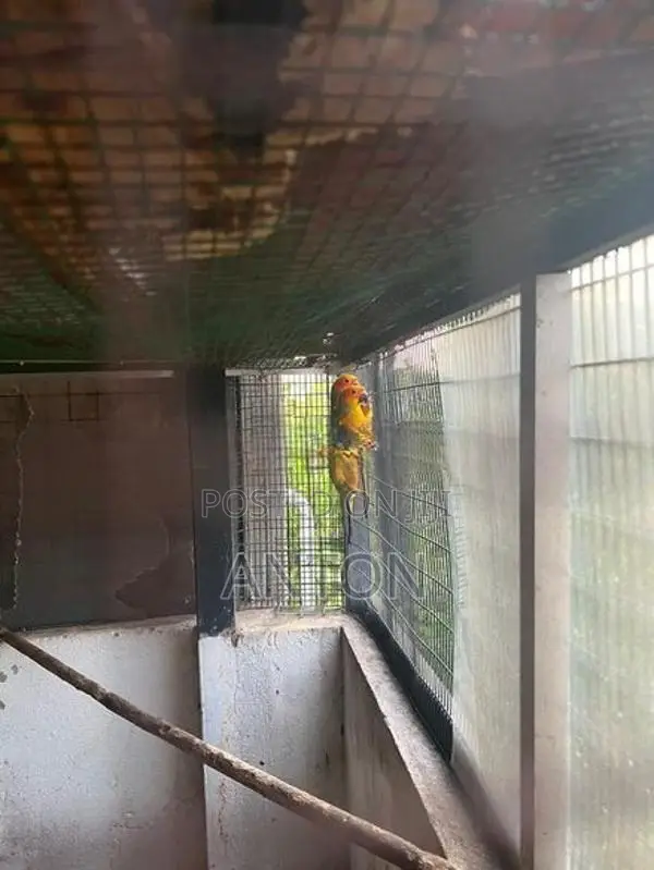 Sunconure Birds
