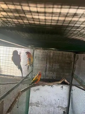 Sunconure Birds
