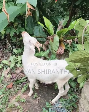 Female Goat