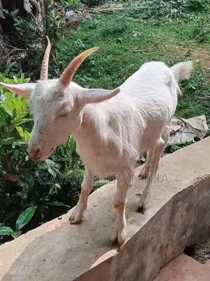 Female Goat