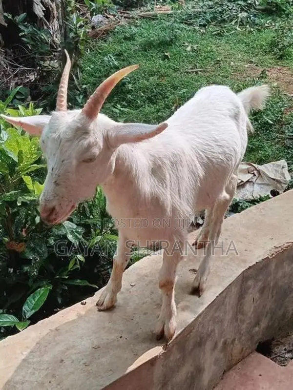 Female Goat
