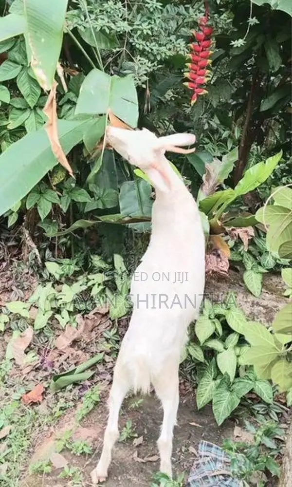 Female Goat
