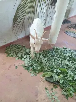 Female Goat