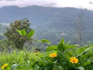 Lands for sale in Pundaluoya