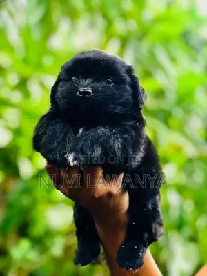 Shih Tzu Puppy